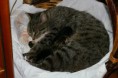 /album/gatti/tn-2007micini-045-jpg/
